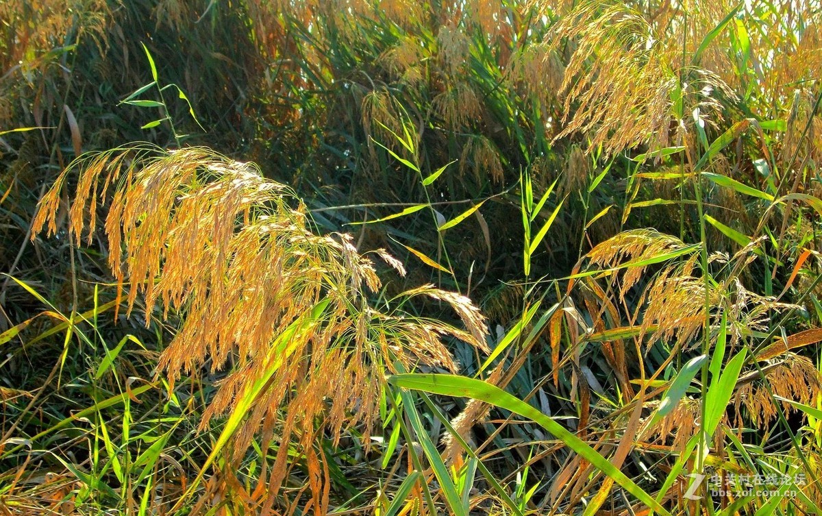 关东的芦苇花之美不亚于微山湖的芦苇花