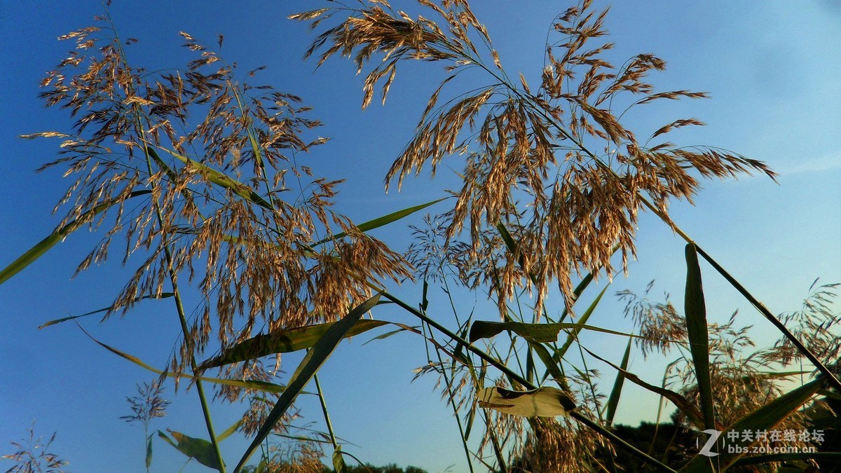 关东的芦苇花之美不亚于微山湖的芦苇花