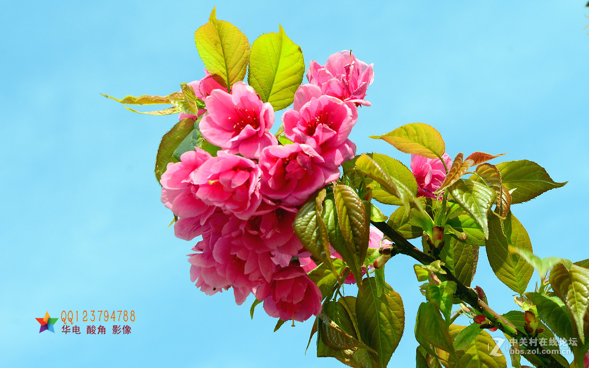 恭迎“山野上”荣任红河版主