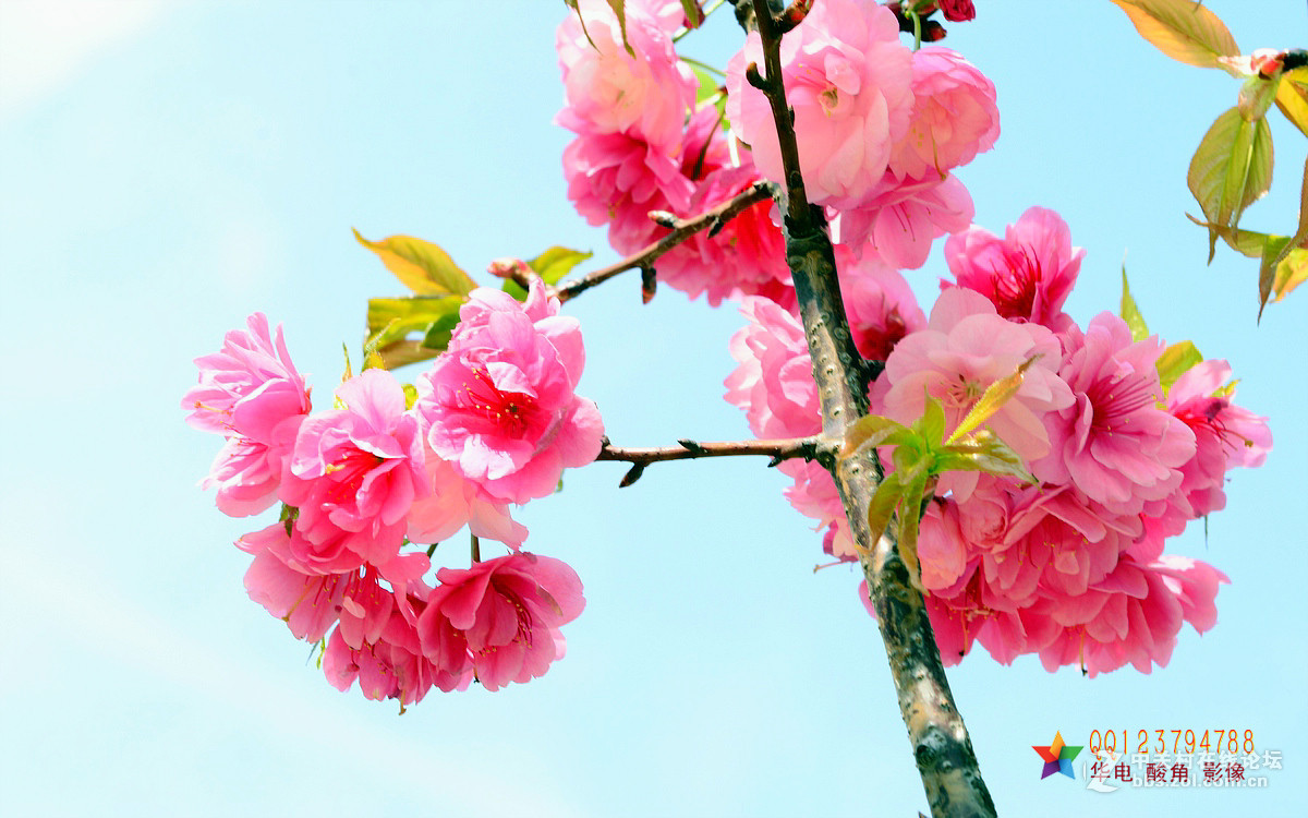恭迎“山野上”荣任红河版主