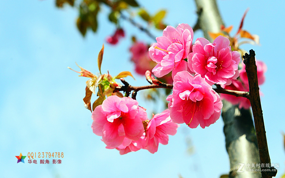 恭迎“山野上”荣任红河版主