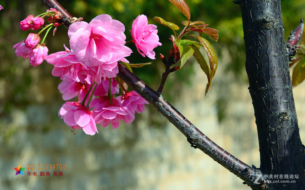 恭迎“山野上”荣任红河版主
