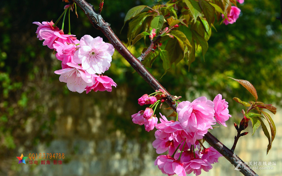 恭迎“山野上”荣任红河版主