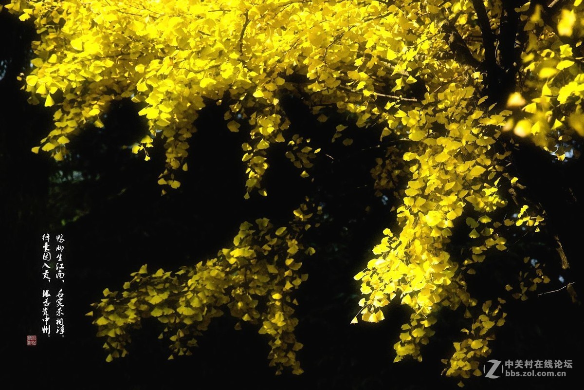鸭脚秋里金色黄