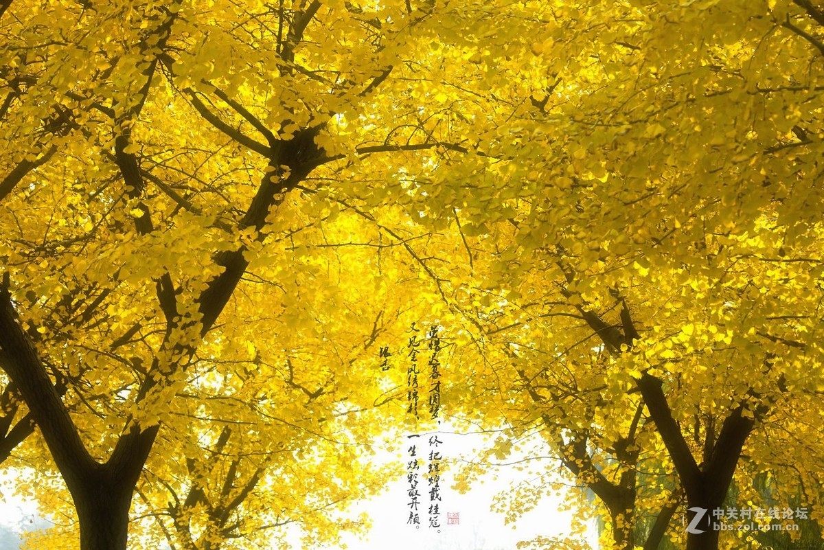 鸭脚秋里金色黄