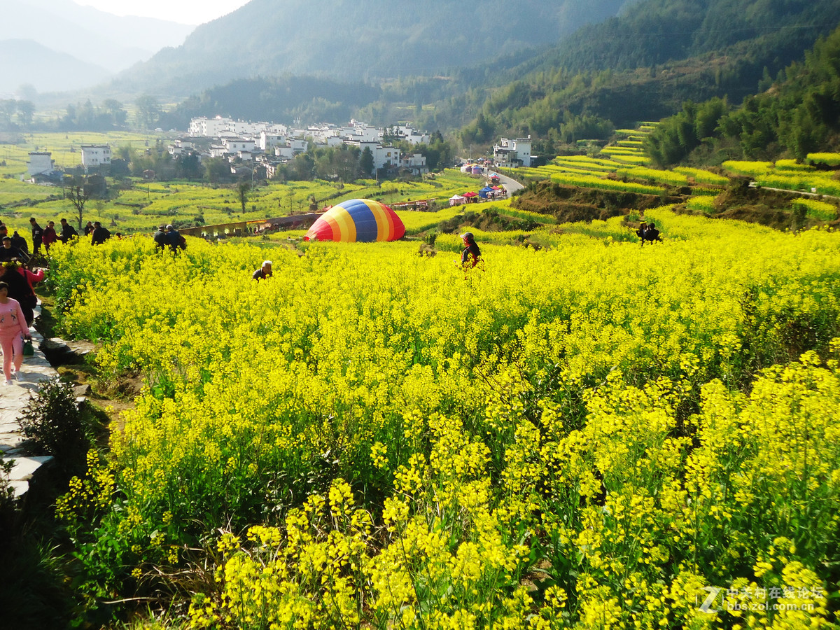 江铃油菜花图片