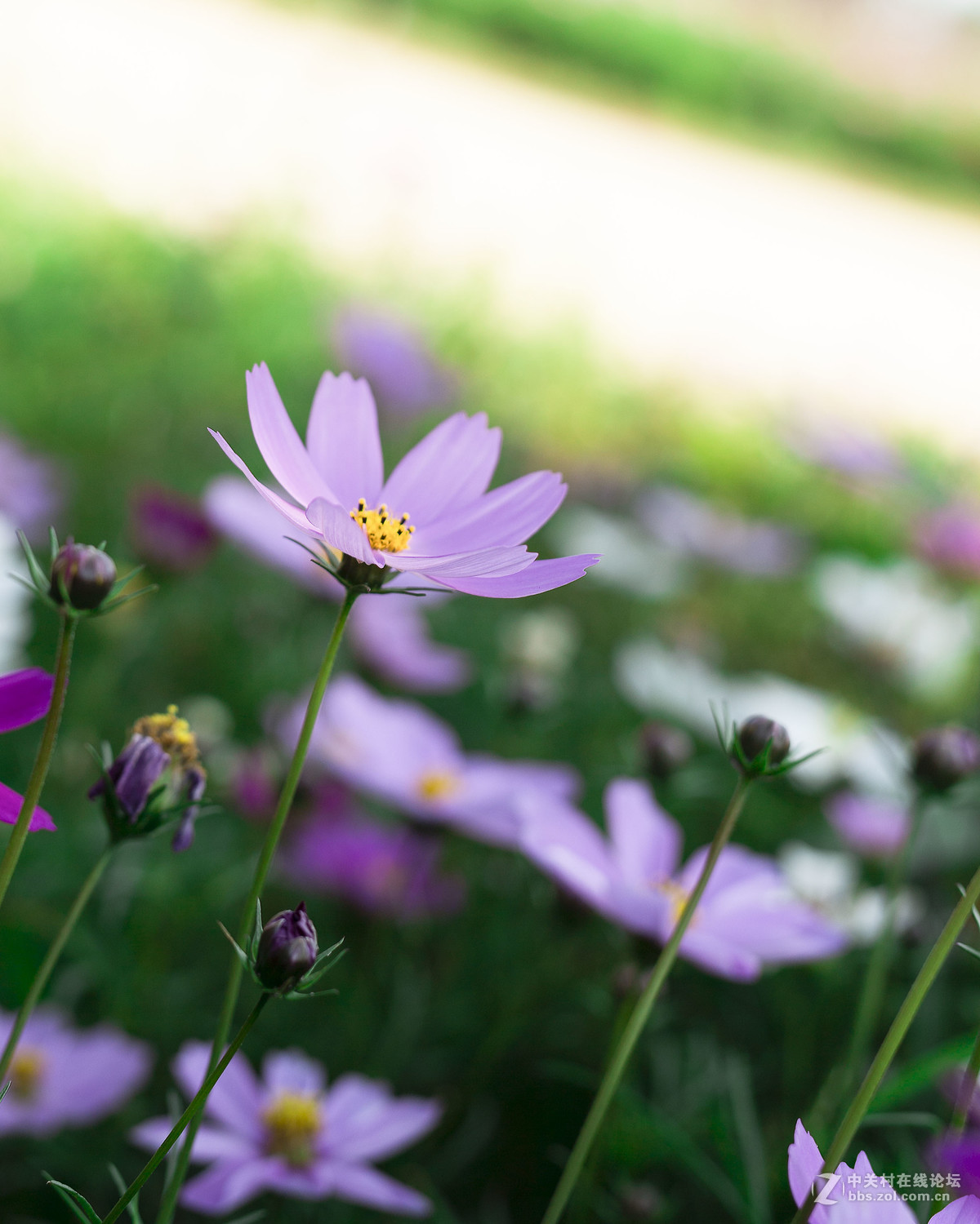#佳能月赛-与佳能一起去踏青#  春天里的星星
