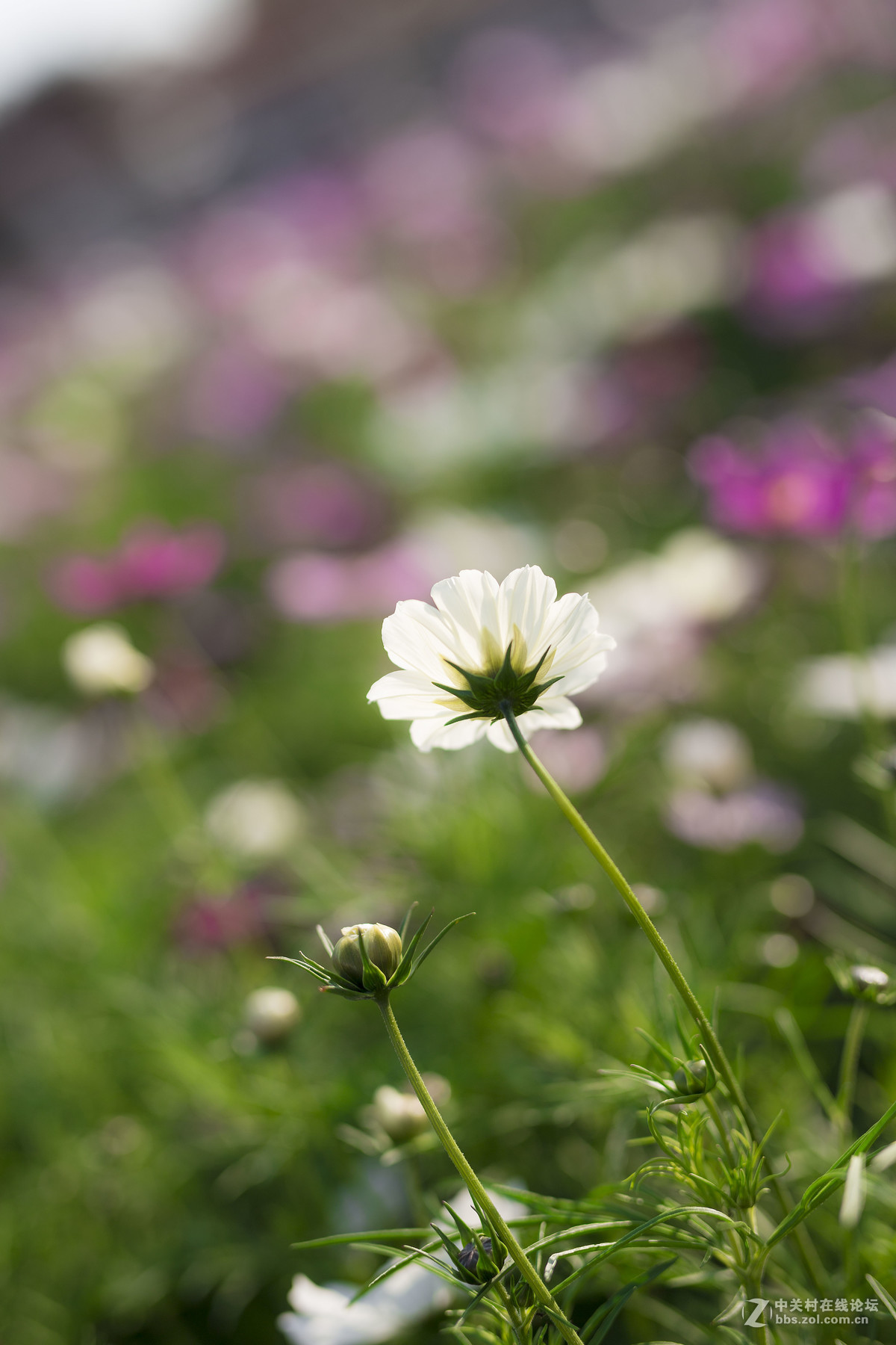 #佳能月赛-与佳能一起去踏青#  春天里的星星