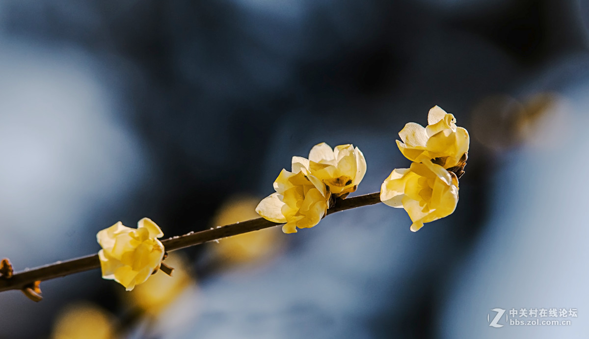 腊梅迎春