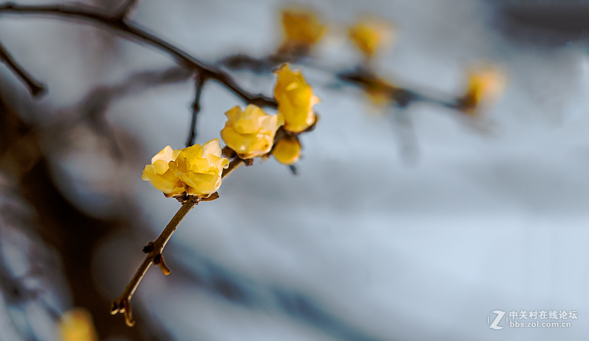 腊梅迎春