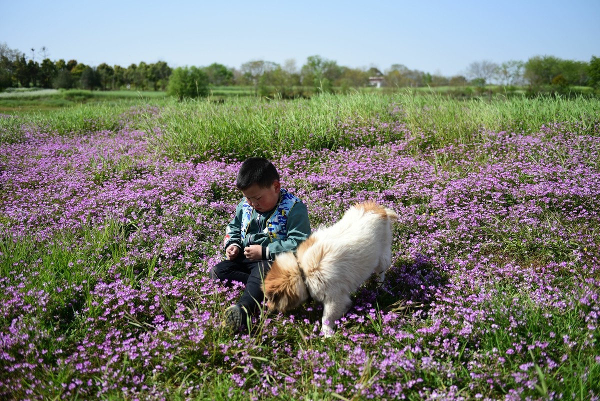 小孩与狗