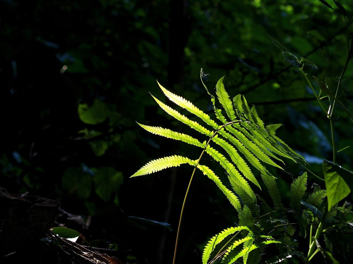 午后的云台花园