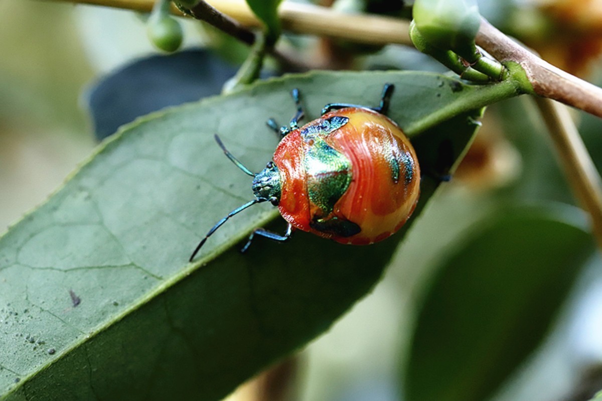 冬日里和睦相处的茶虫