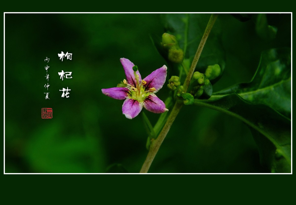 野生的枸杞花也漂亮