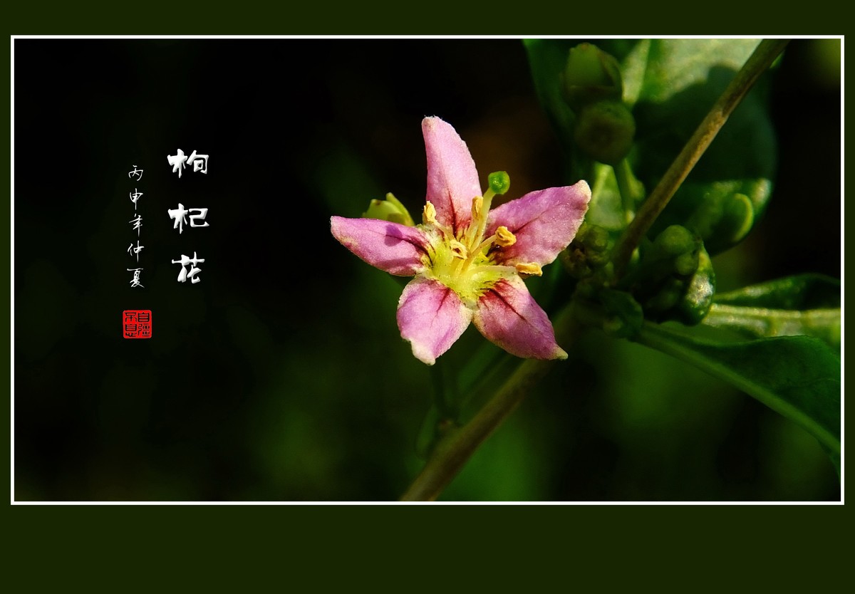 野生的枸杞花也漂亮