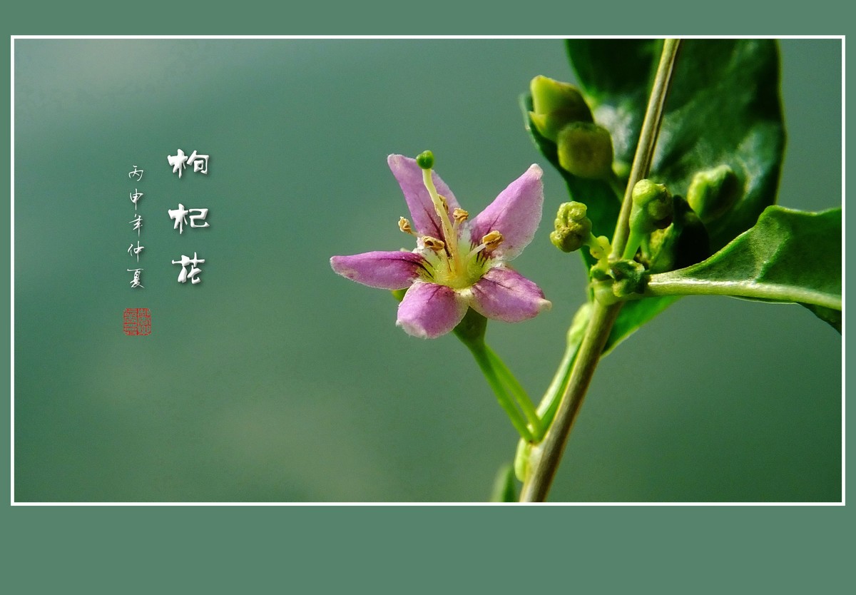 野生的枸杞花也漂亮