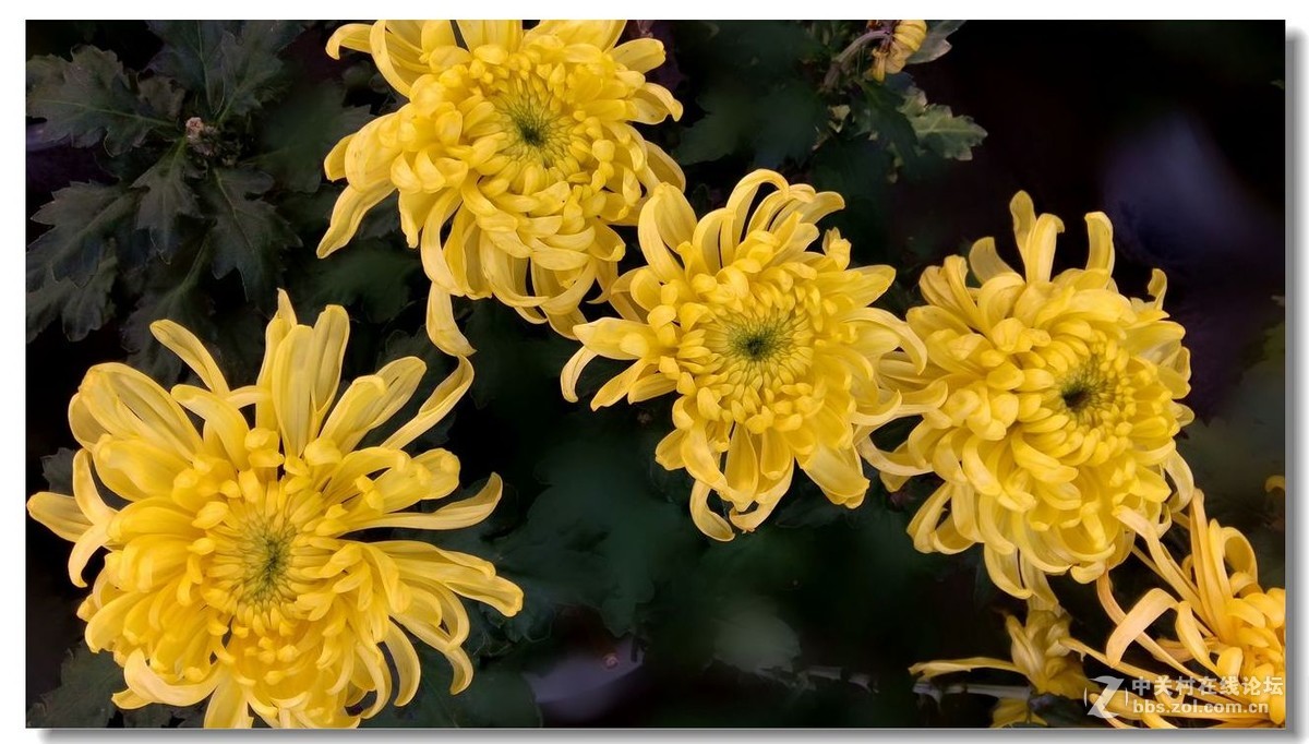 秋菊