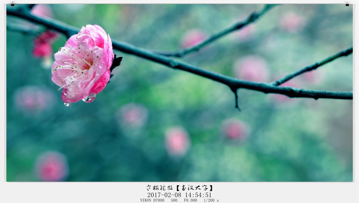 梅花争艳于武汉大学