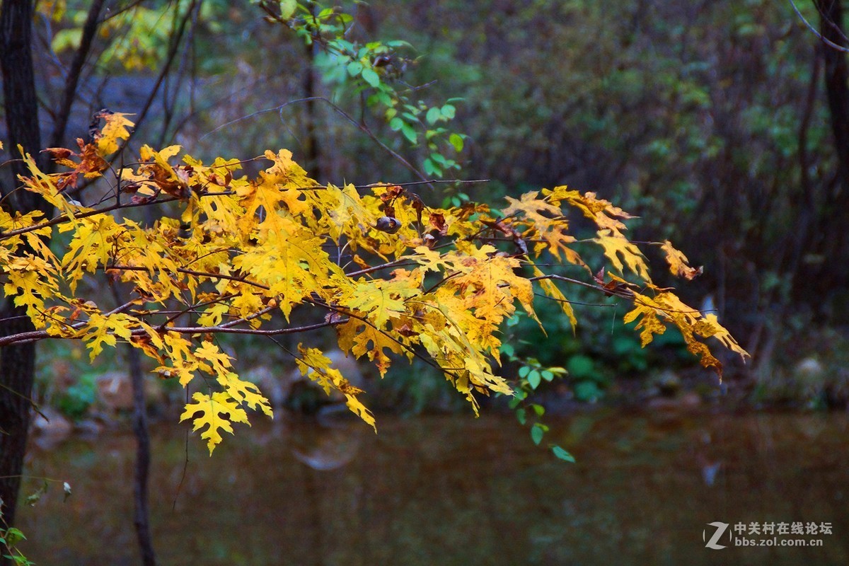 山西壶关-太行山之旅-红叶似火的红豆峡