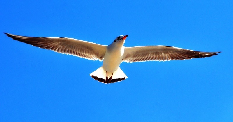 这个镜头打鸟效果如何，海鸥和苍鹭。