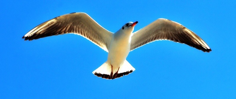 这个镜头打鸟效果如何，海鸥和苍鹭。