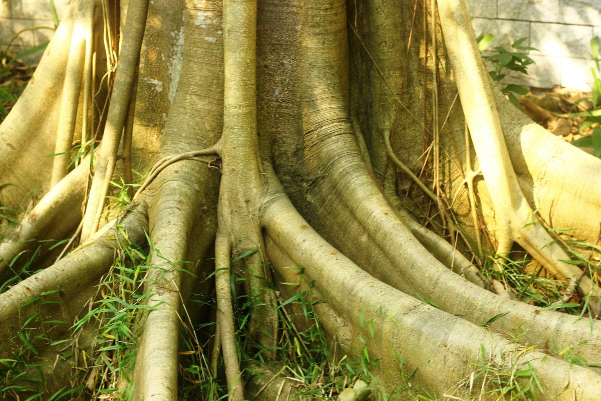 植物园散心拍摄