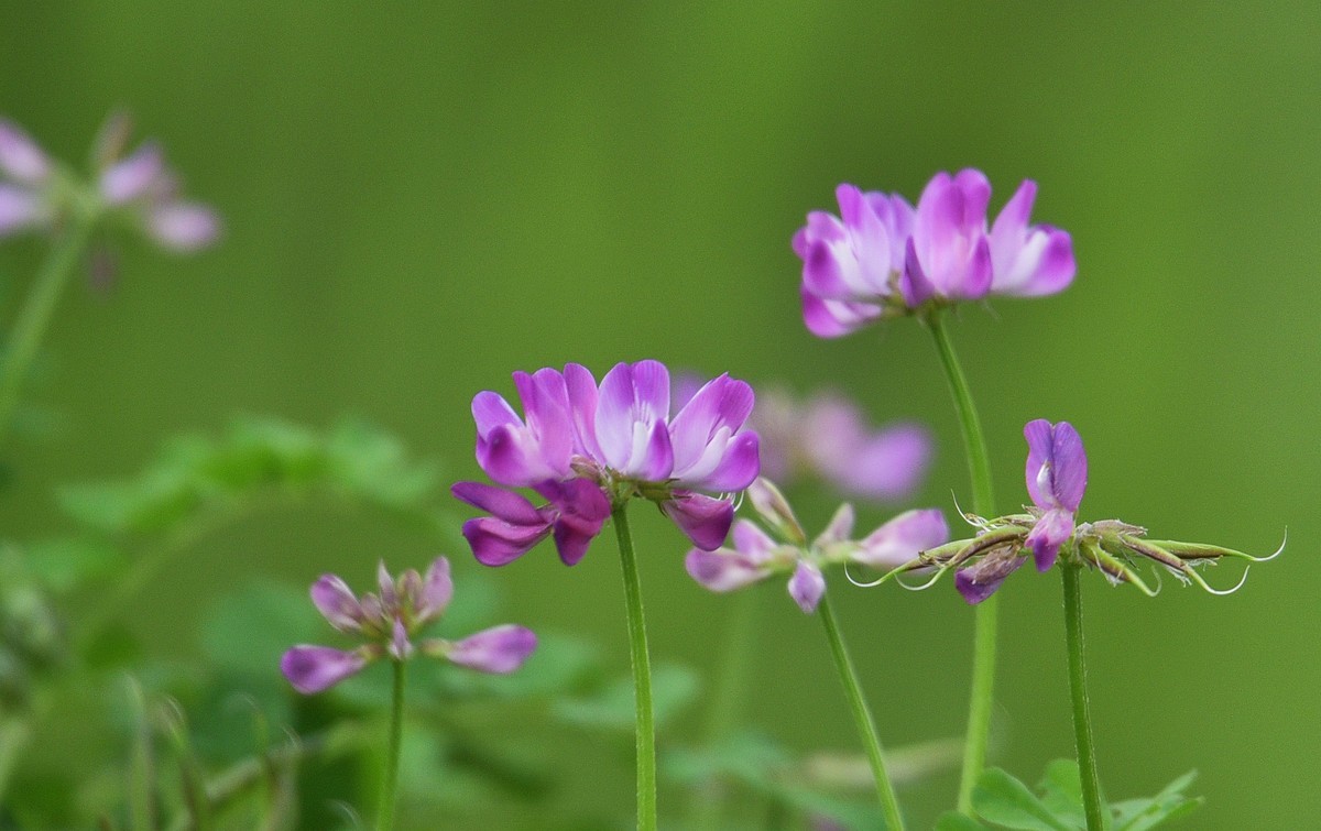 紫云英草籽花