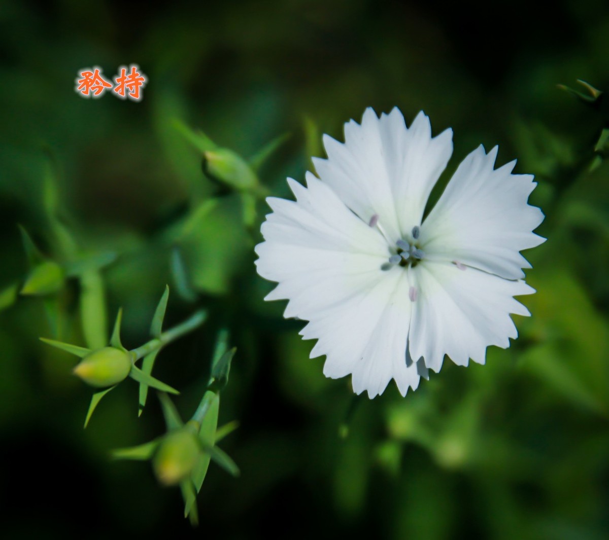 路边默默无闻的小花