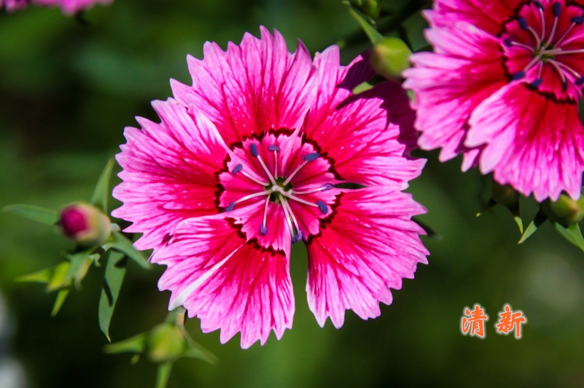 路边默默无闻的小花