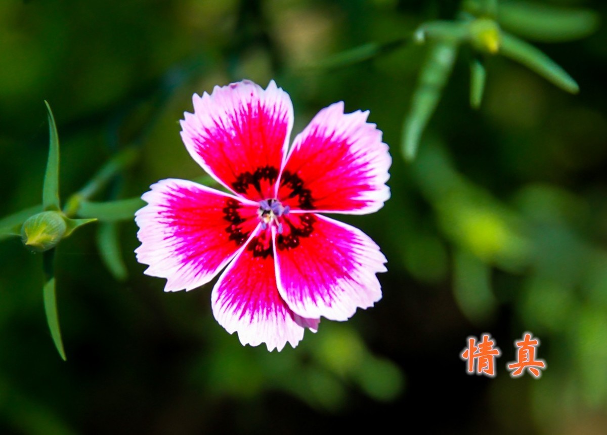 路边默默无闻的小花