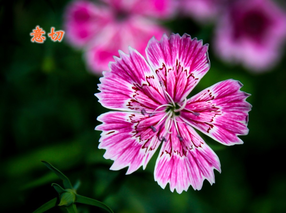 路边默默无闻的小花