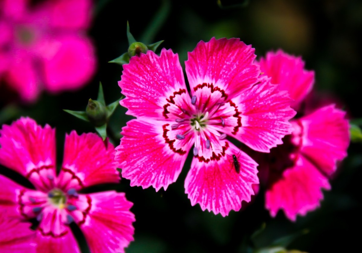 路边默默无闻的小花