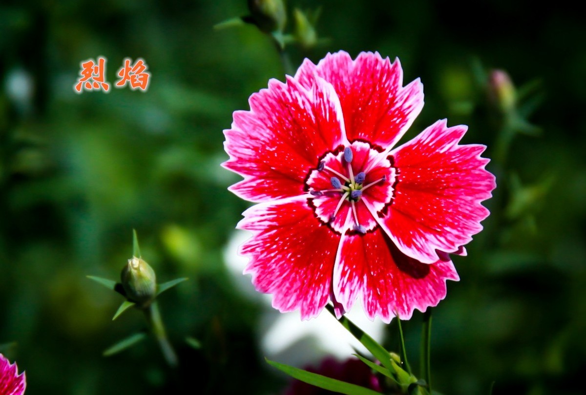 路边默默无闻的小花