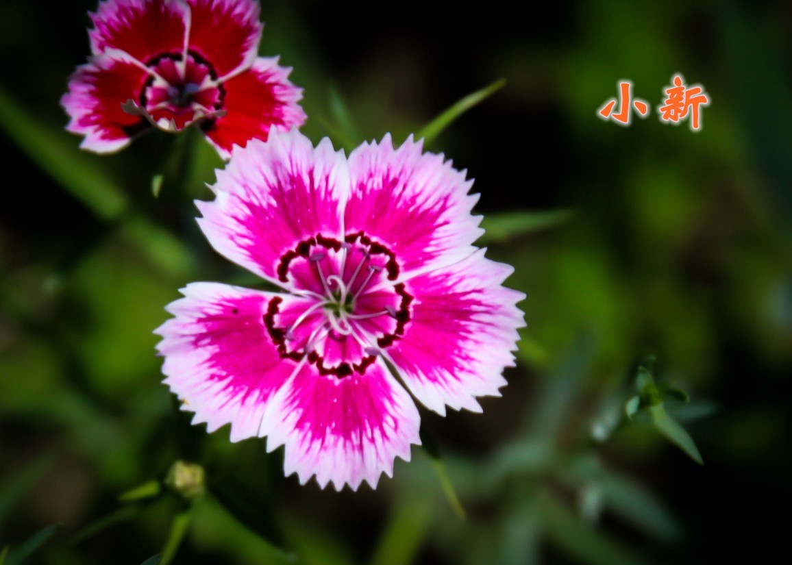 路边默默无闻的小花