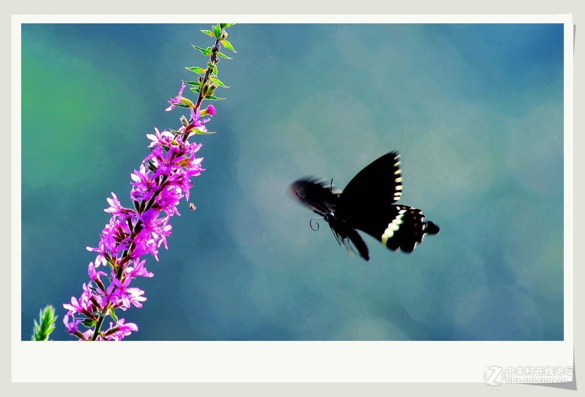 美丽蝴蝶翩翩起舞