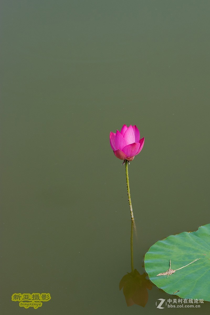灼灼荷花瑞，亭亭出水中