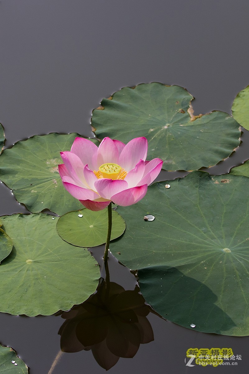 灼灼荷花瑞，亭亭出水中