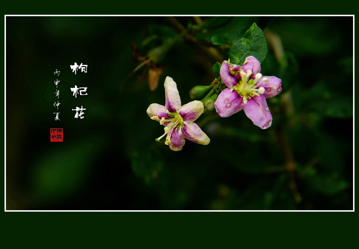 野生的枸杞花也漂亮