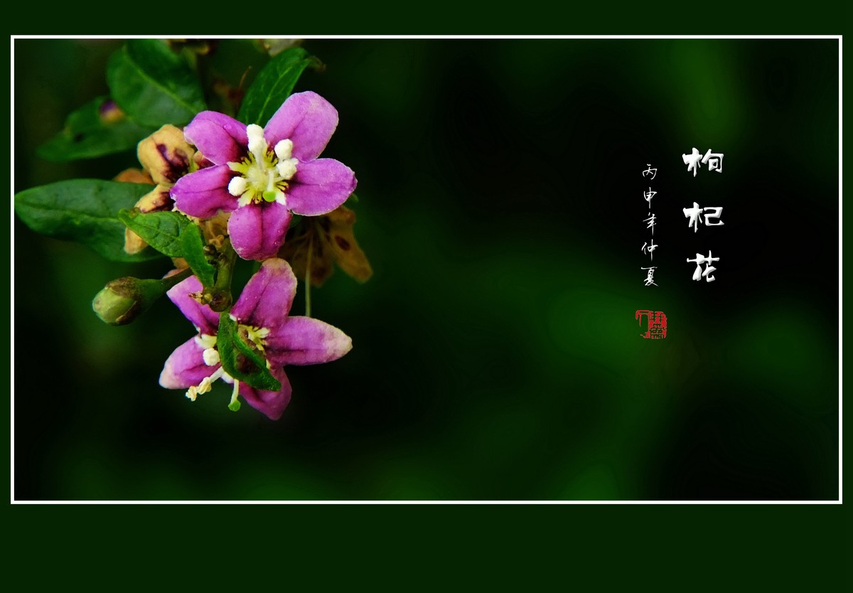 野生的枸杞花也漂亮