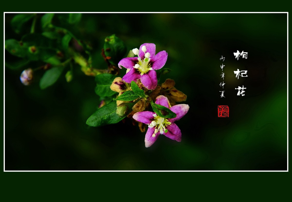 野生的枸杞花也漂亮