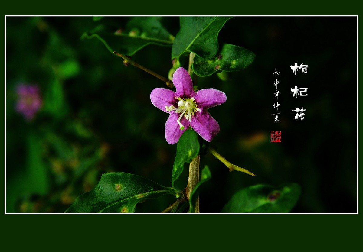 野生的枸杞花也漂亮