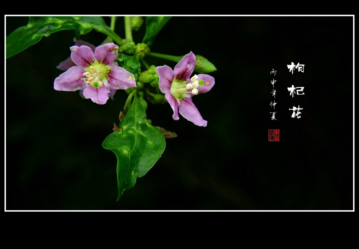 野生的枸杞花也漂亮