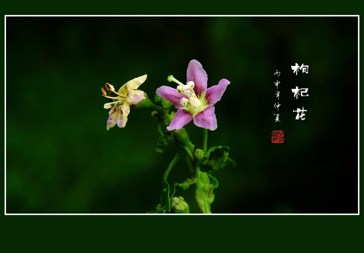 野生的枸杞花也漂亮