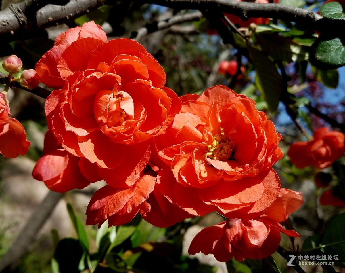 【  珠山秀谷大珠山　地处青岛西海岸  】——　敬请手机星空(中国)版主师友指导、斧正！