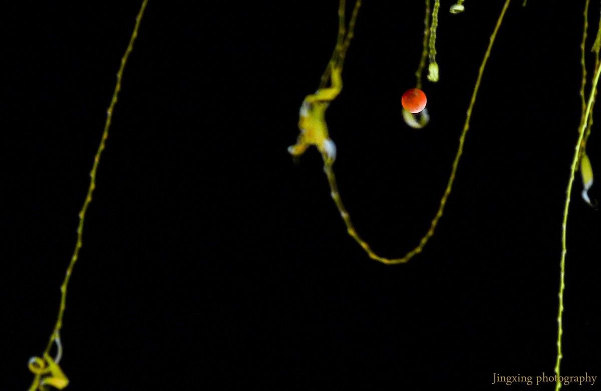 #我们一起拍月亮#红月亮树梢挂