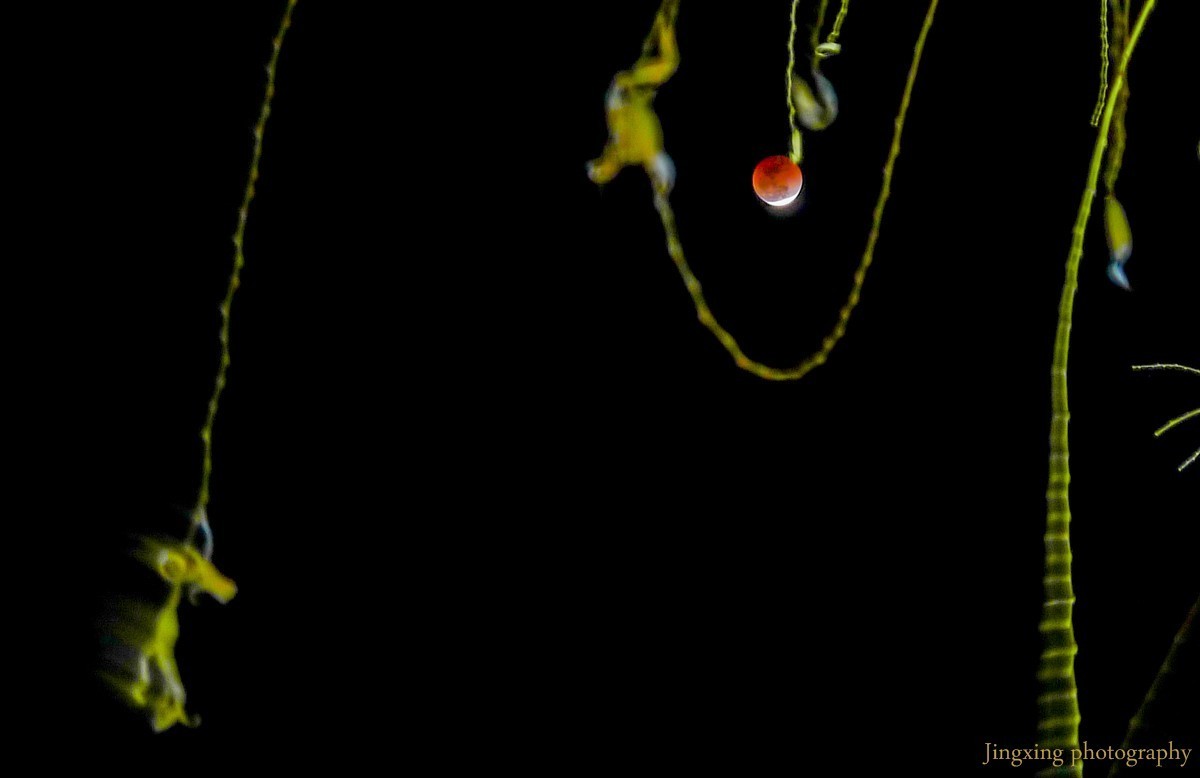 #我们一起拍月亮#红月亮树梢挂