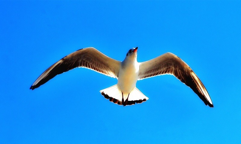 这个镜头打鸟效果如何，海鸥和苍鹭。
