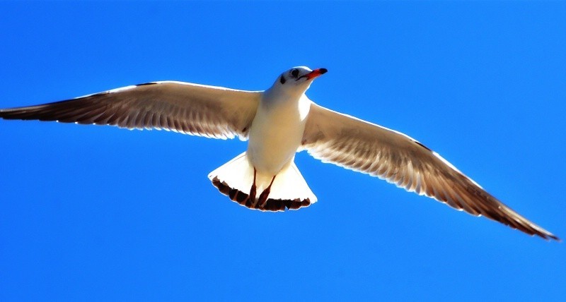 这个镜头打鸟效果如何，海鸥和苍鹭。