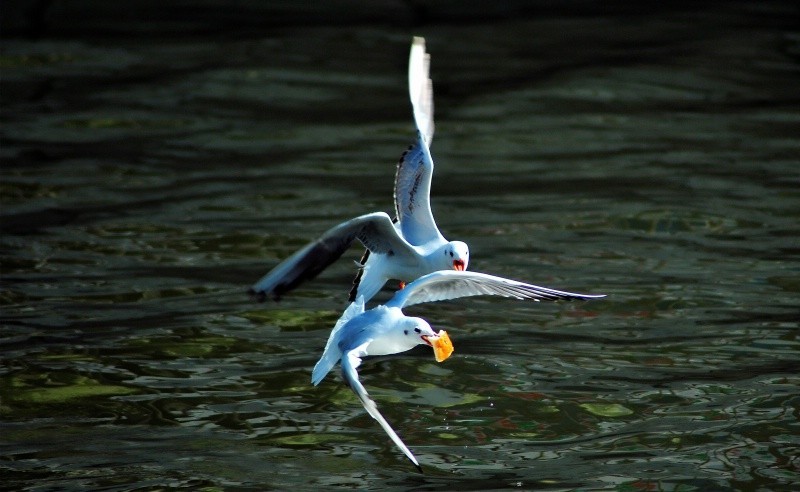这个镜头打鸟效果如何，海鸥和苍鹭。