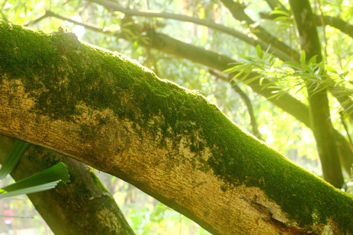 植物园散心拍摄